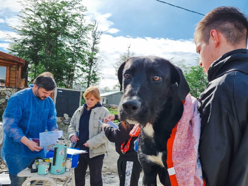 Durante 2024 las castraciones de perros y gatos aumentaron un 251% en la ciudad de Tolhuin