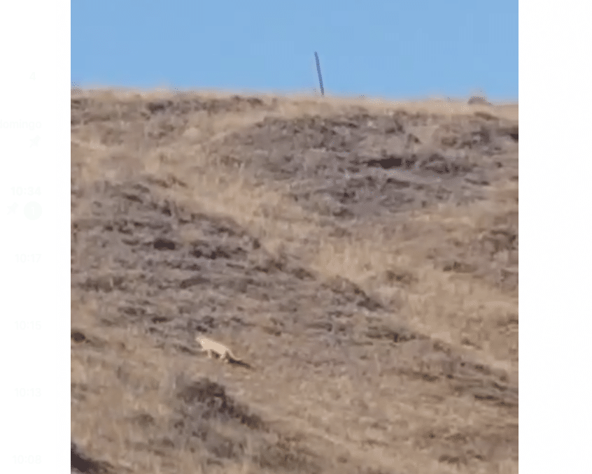 “Lo más probable es que sea un gato grande”